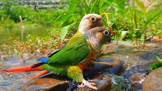 Green Cheek Conure very fun to play in the water  conure sounds [upl. by Eyanaj]