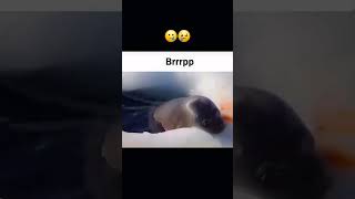 Seal subforacookie funny viral fyp shorts trending relatable seal memes cute [upl. by Ogawa613]