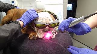 French Bulldog Deep Pyoderma Laser Therapy Dr Kraemer Vet4Bulldog Bully Specialist [upl. by Atkinson]