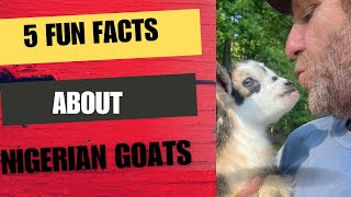 5 Fun Facts About Nigerian Dwarf Goats [upl. by Nies]