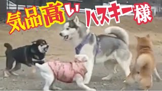 【柴犬 もみさん】ドッグラン）柴犬同士は大喧嘩！？怖さより絆と正義感を見せ付けるハスキー様とキュートなミックスちゃん！Shiba Inu Momisan plays with a dog run [upl. by Lucita440]