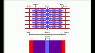 Sliding Filament Model of Muscle Contraction [upl. by Roane802]