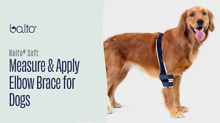 How To Measure and Apply a Single Elbow Brace on Dog [upl. by Naylor]