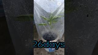 How To Grow Chilli From CuttingHow To Grow Chillies From Seedshortyoutubechilli plant [upl. by Graeme]