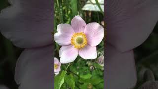 Herbst Anemonen garten [upl. by Latsirk]