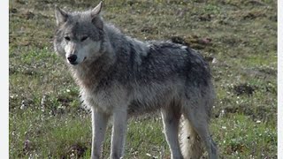 Grey Wolf In the Sacramento Mountains Outside of Cloudcroft New Mexico USA [upl. by Nylaret]