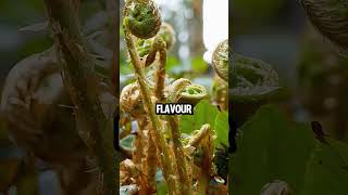 Fiddlehead ferns add flavour to your dishes [upl. by Shiff]