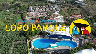 Loro Parque  Tenerife 2023 [upl. by Fitalludba333]