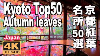 京都の紅葉名所50選 Kyoto Top50 Autumn leaves Spots JAPAN 京都観光 旅行 案内 日本の紅葉 Guide autumn colors maple [upl. by Ileek349]