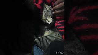 Schme guzara mushkil hyoutubeshorts ytshortsvideo catlover [upl. by Einnad]