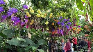 ORCHID FESTIVAL KEW GARDENS 2019 FEBRUARY 9TH  MARCH 10TH CELEBRATE COLOMBIA [upl. by Assenad]