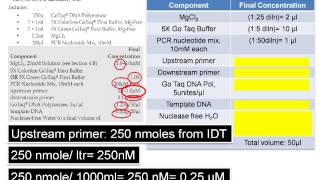 Assemble PCR Assay The DNA Lab [upl. by Id]