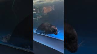 バイカルアザラシ 新屋島水族館 Baikal seal [upl. by Giusto]