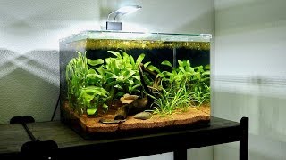 Introducing my new Pineapple Plakat Betta Fish  Planted Betta Fish Tank Setup [upl. by Eissehc]