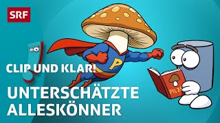 Pilze Die geheimen Superhelden der Natur  SRF Kids – Clip und klar  Für Kinder erklärt [upl. by Duffie]