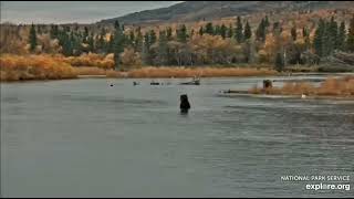 Fishing Bears at Katmai National Park Alaska [upl. by Aed]