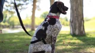 Train Your Dog to Stop Pulling On Leash [upl. by Crosse]