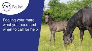 Foaling your Mare what you need and when to call for help [upl. by Florentia904]