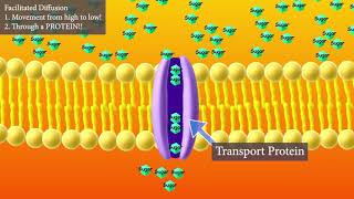 Facilitated Diffusion Short and Sweet version [upl. by Miculek]