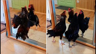 Beautiful Chickens and Roosters are fighting at the Mirror Crazy Rooster ASMR Combat de cog Prank [upl. by Socin]