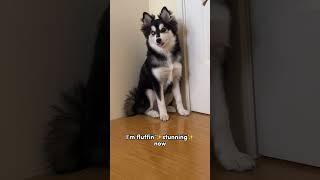 Pomsky Glow Up  4 months to 8 months  Cute Pomeranian Husky Videos shorts capcut pomsky husky [upl. by Nylacaj]