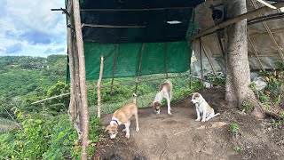 The Puppy With Corn plantation [upl. by Fiden]