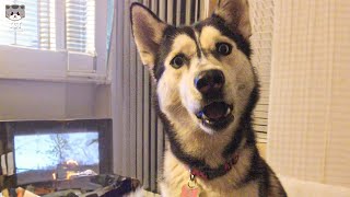 Funny Husky Dogs Make You Laugh NonStop 😂  Funny Dog Videos🐶  Funny Husky Videos [upl. by Chadd]