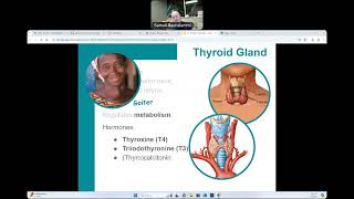 CG  BIO160  Major Endocrine Organs [upl. by Ev]