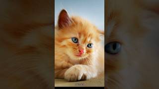 cute cats make you relax😻billi🙀cat😽biraler video youtubeshorts shorts trending catvideos cat [upl. by Razal]