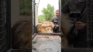 How to Transport LIONS [upl. by Nosneh969]