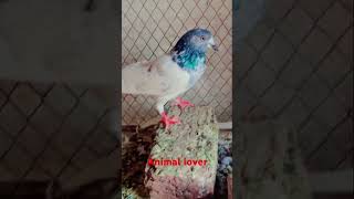 abdulgannyanimallover viralvideo kabootar [upl. by Lyrak]