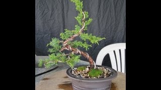 How To Make A Juniper Bonsai For Under 3000 [upl. by Dean]