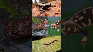 Natures Magic Trick Salamanders animalfacts naturemagic salamander [upl. by Amathist560]