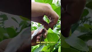 Eviarc Sweet Jackfruit inarching method [upl. by Merc]