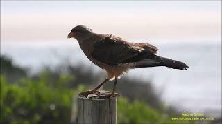 Milvago chimango Chimango Caracara by Antonio Silveira [upl. by Mada]