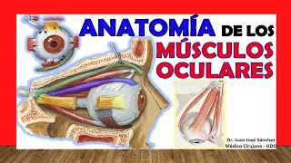 🥇 MÚSCULOS DEL OJO Anatomia Facil y Sencillos [upl. by Topping]