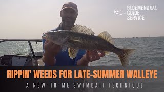 Ripping Weeds for Latesummer Walleye  A New To Me Swimbait Technique [upl. by Salamanca49]