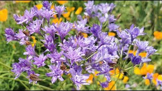 Best plants for insect pollinators Triteleia laxa the Triplet Lily care and cultivation in the UK [upl. by Dnalevelc]