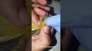 Mango Worm Removal  Bird Rescue bird lion rescuebird rescuecat cat [upl. by Guimond140]