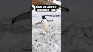 I haven’t met an Honest Person who Hates Penguins Penguin Facts birdfacts animalfacts penguins [upl. by Tracee605]