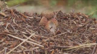 South Blean Woods  Fungi Hunt [upl. by Cozza]