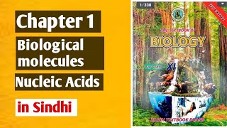 Nucleic acids class 11 biologySindh board [upl. by Etoile]