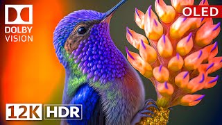 Dolby Vision 12K HDR 120fps OLED Nature amp Wildlife  Epic Visuals [upl. by Berghoff312]