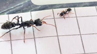 Myrmecina graminicola Italy vs Myrmecia urens Australia 19102024 [upl. by Perrins]