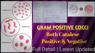 Gram positive cocci  gram positive vs gram negative bacteria [upl. by Akinwahs]