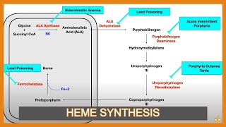 Heme Synthesis Pathway and Associated Diseases [upl. by Ahsital]