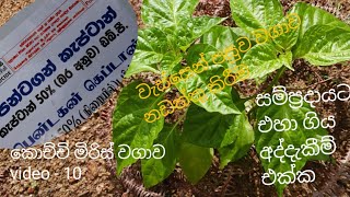 වැස්සෙන් පසුව වගාව නඩත්තු කිරීම  kochchi miris wagawa [upl. by Ahsile]