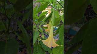 Brugmansia Angel Trumpet Check Up After 30 Day Europe Dream Vacation shorts gardening plants [upl. by Fisoi351]