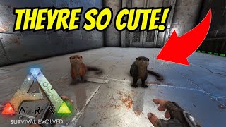 ARK Survival Evolved Unofficial PVP EP 05 Taming a Dire Bear and OTTERS [upl. by Seumas100]