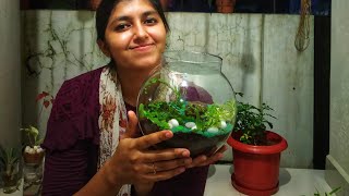 DIY Fish Bowl Terrarium Easy terrarium Easy Indoor Plant Decor Latibule by Amiya [upl. by Pride]